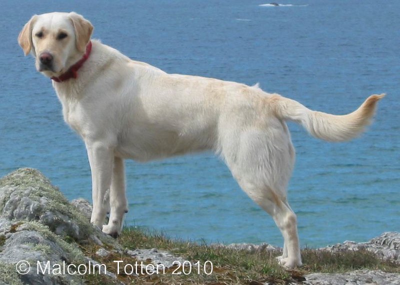 Labrador all at sea.jpg